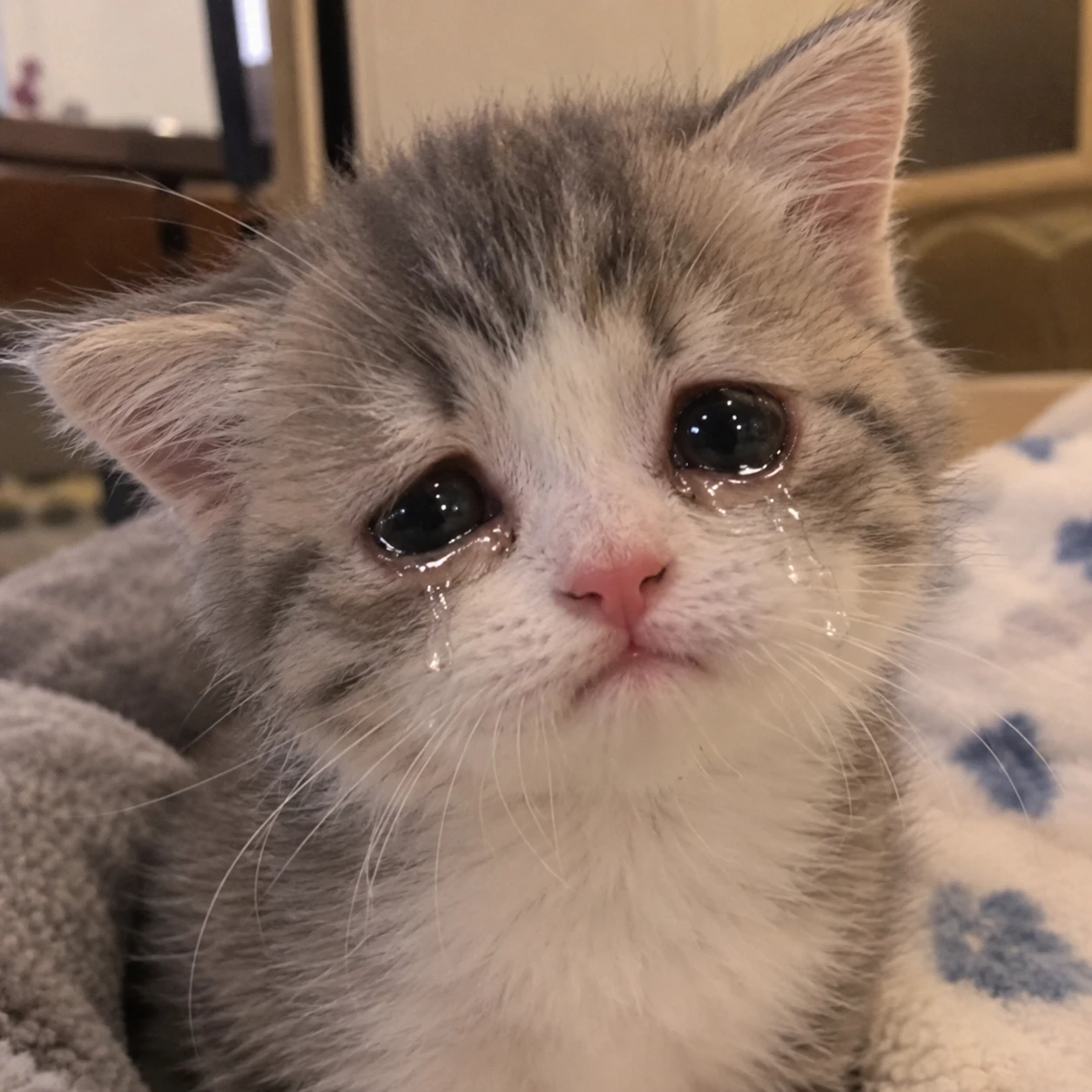 kittyyyyyyyyyy thumbnail