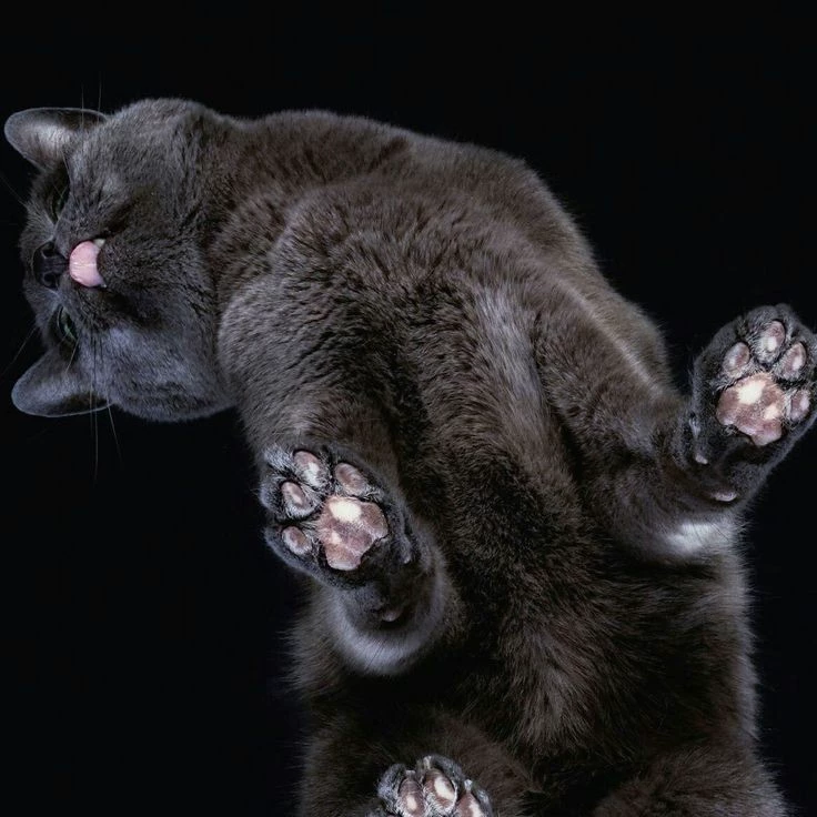 Hievie Cat «🌀