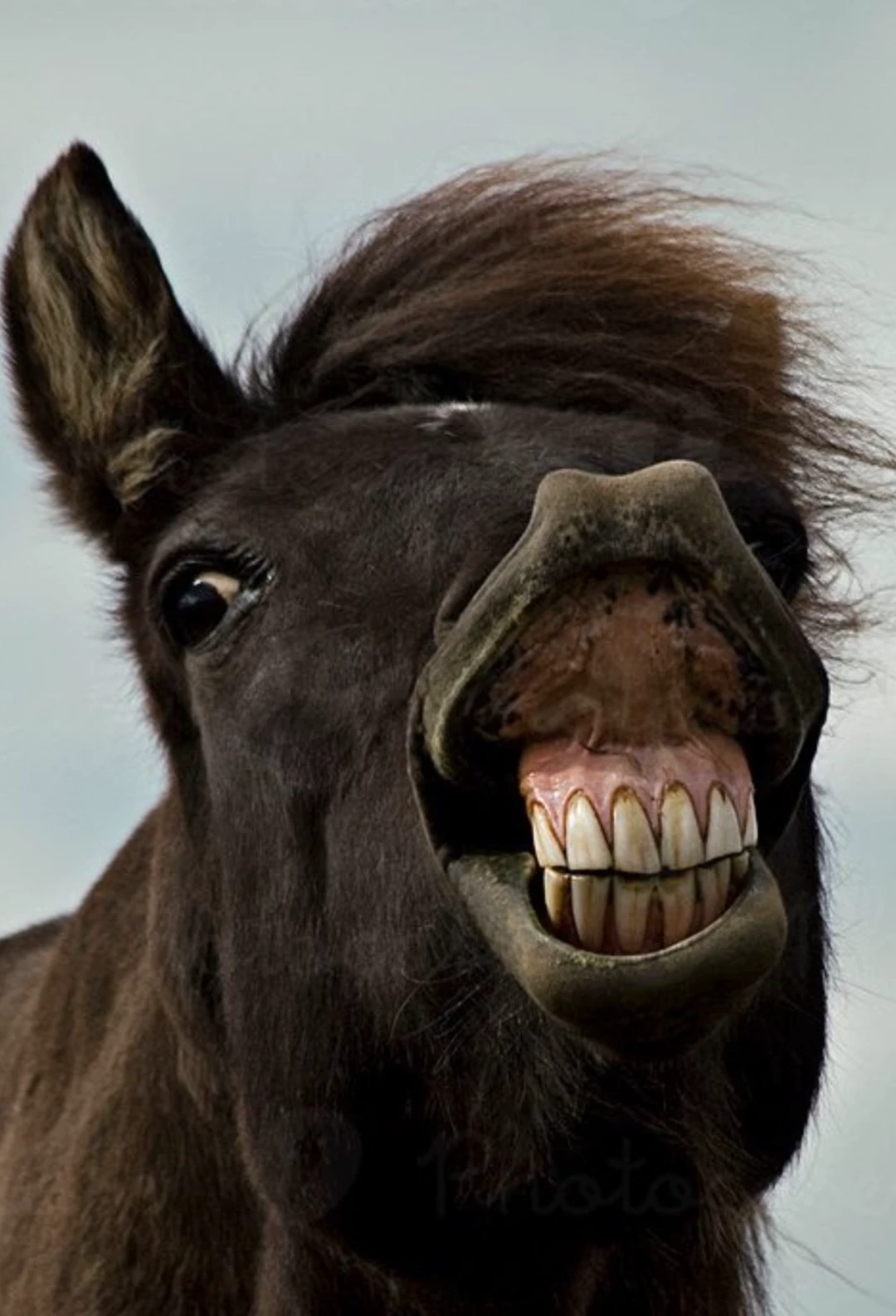 Ordinary Stupid Horse thumbnail