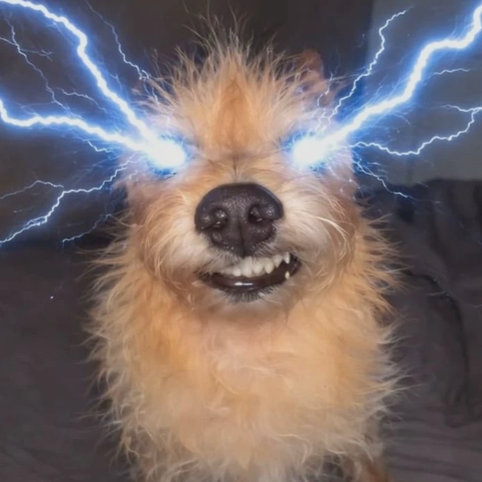 Perro de temu así todo pro