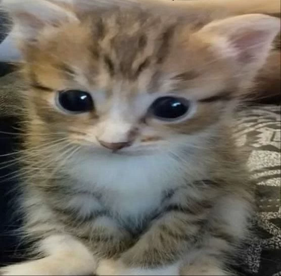 little boy thumbnail