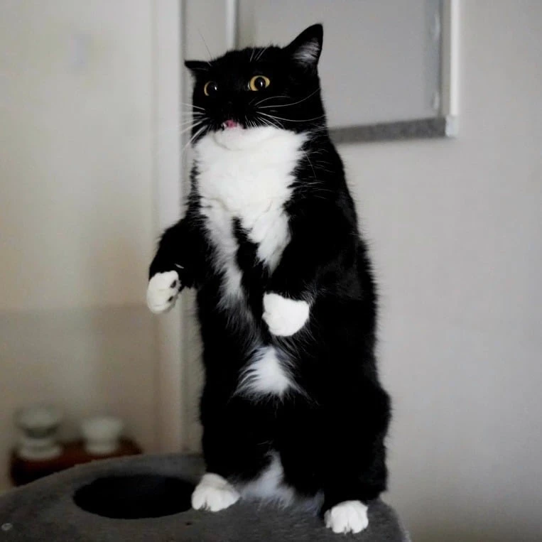 Your human turned into a Cat thumbnail