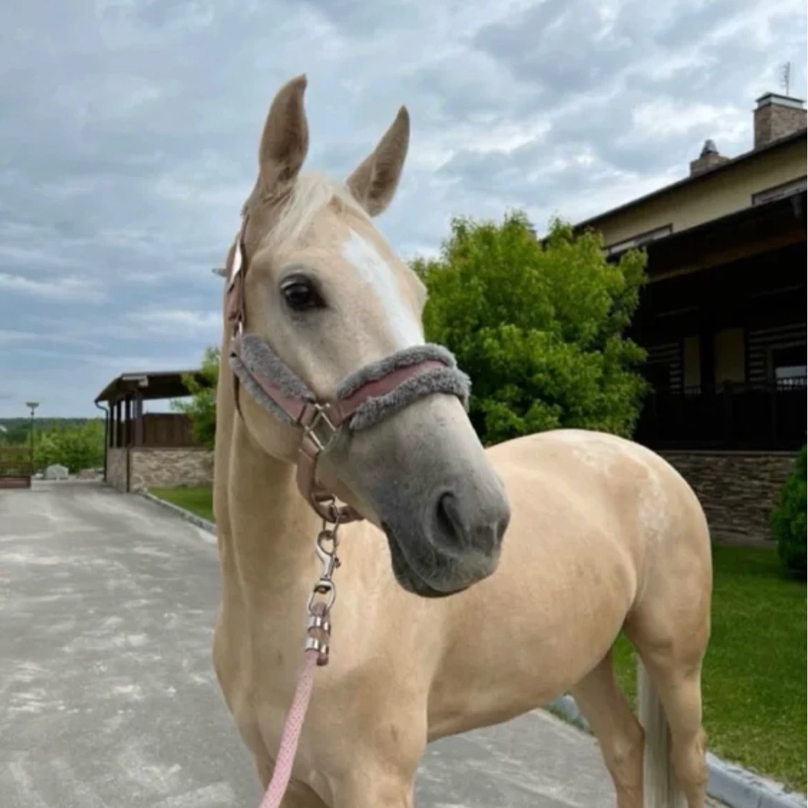 Horse thumbnail