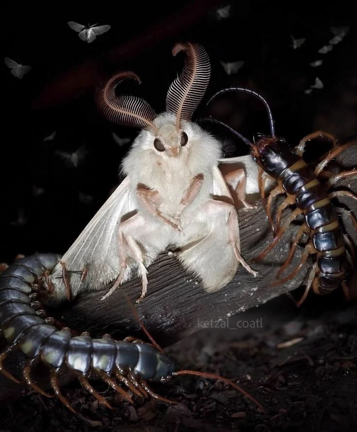 Centipede. thumbnail