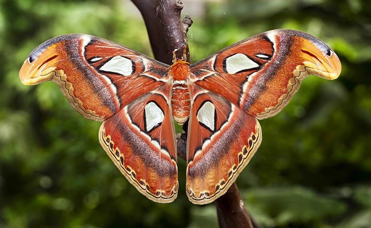 Atlas Moth thumbnail