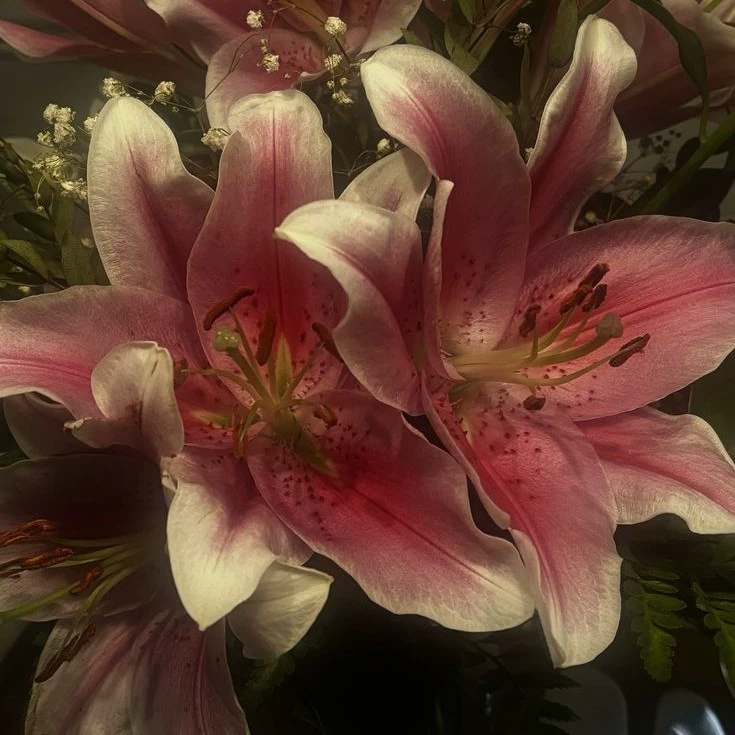 Lily 