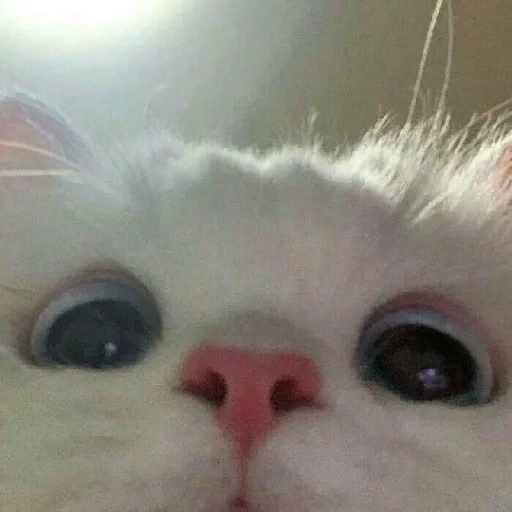 Говорд