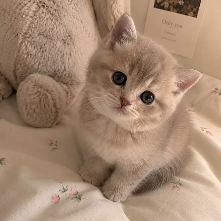 Pretty