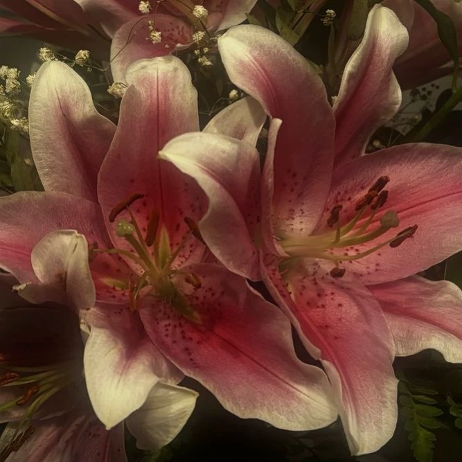 Dimitry