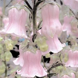white lily and pure vanilla  thumbnail
