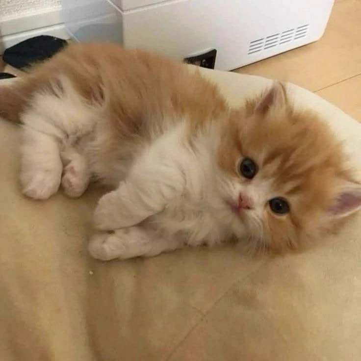 Lavinho's Kitten thumbnail
