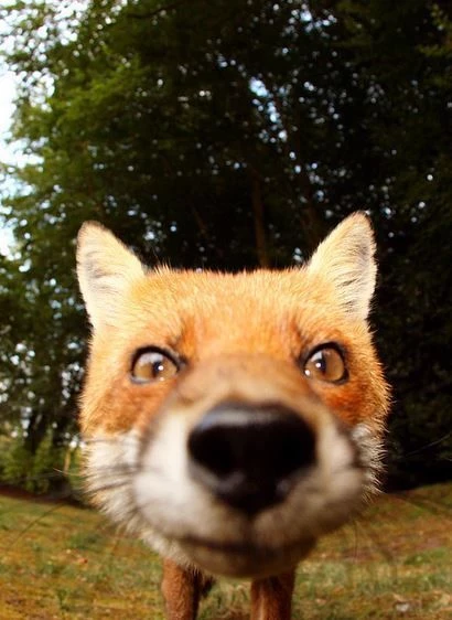fox thumbnail