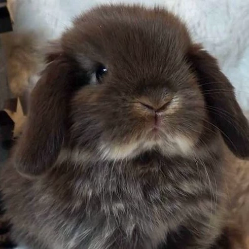milly milo