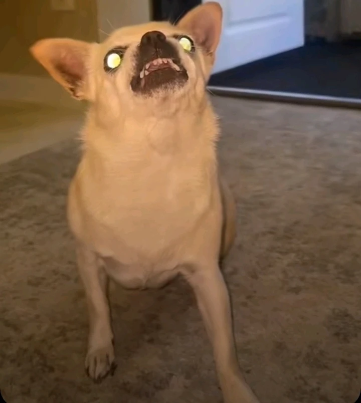 Lyelya is a dog thumbnail