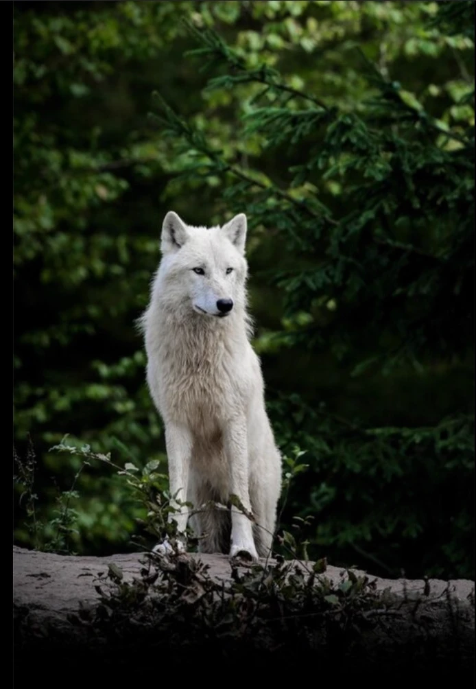 White Wolf thumbnail