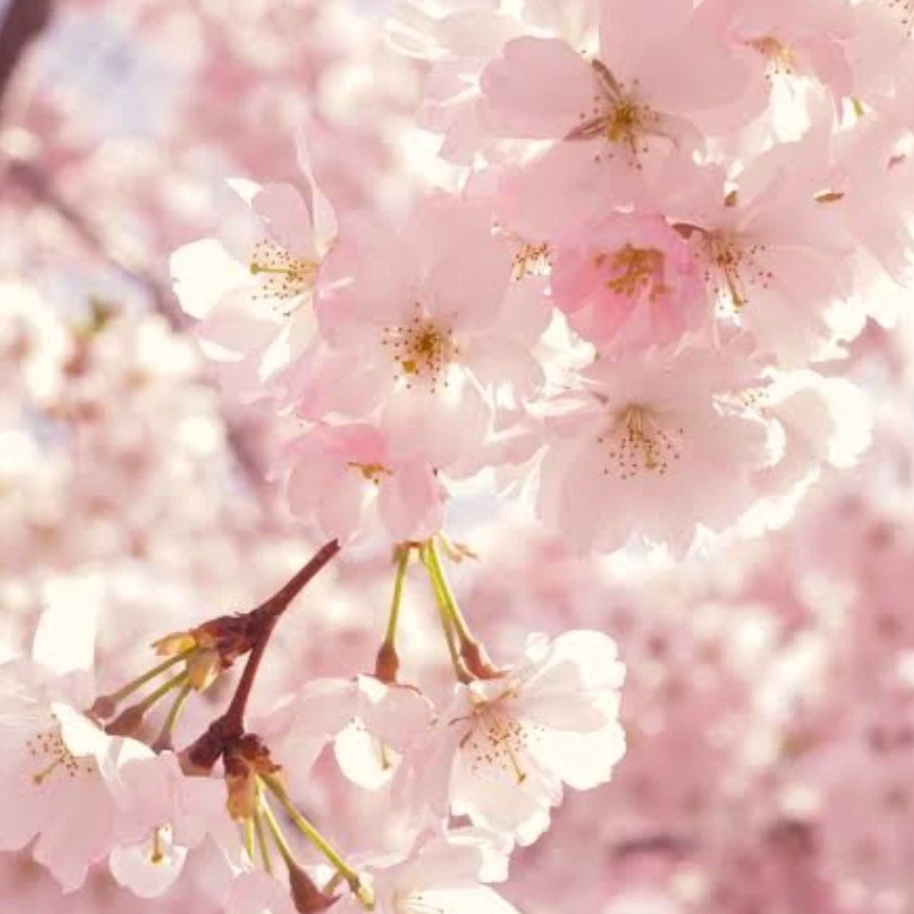 Sakura Horino