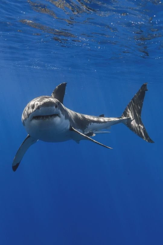 Bull shark  thumbnail