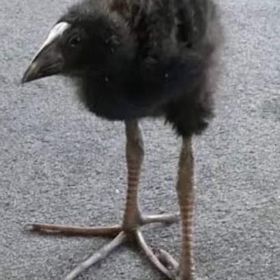 pukeko