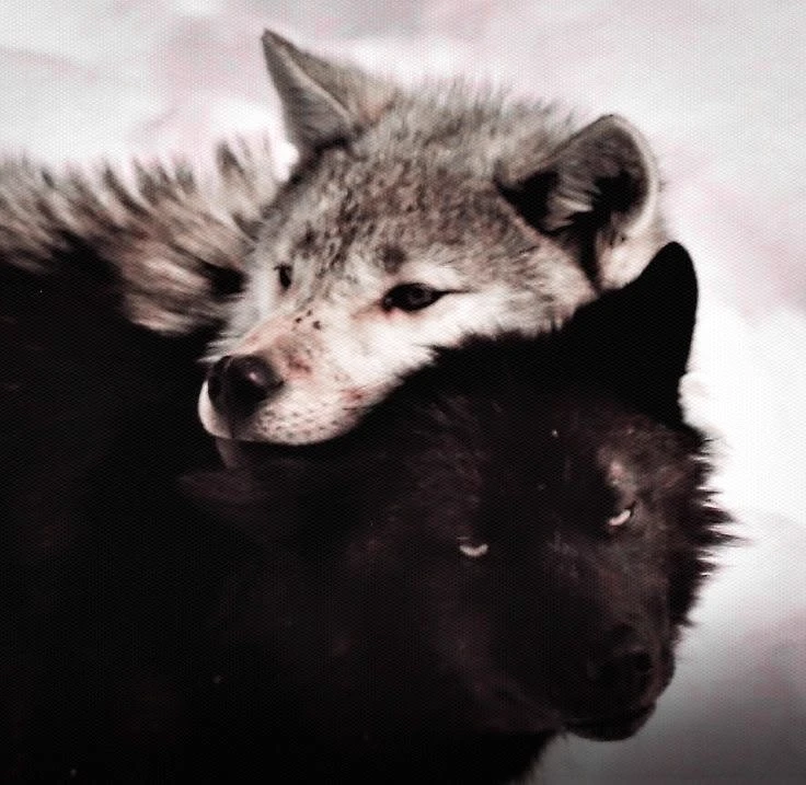 (Dire wolves) Zasc thumbnail