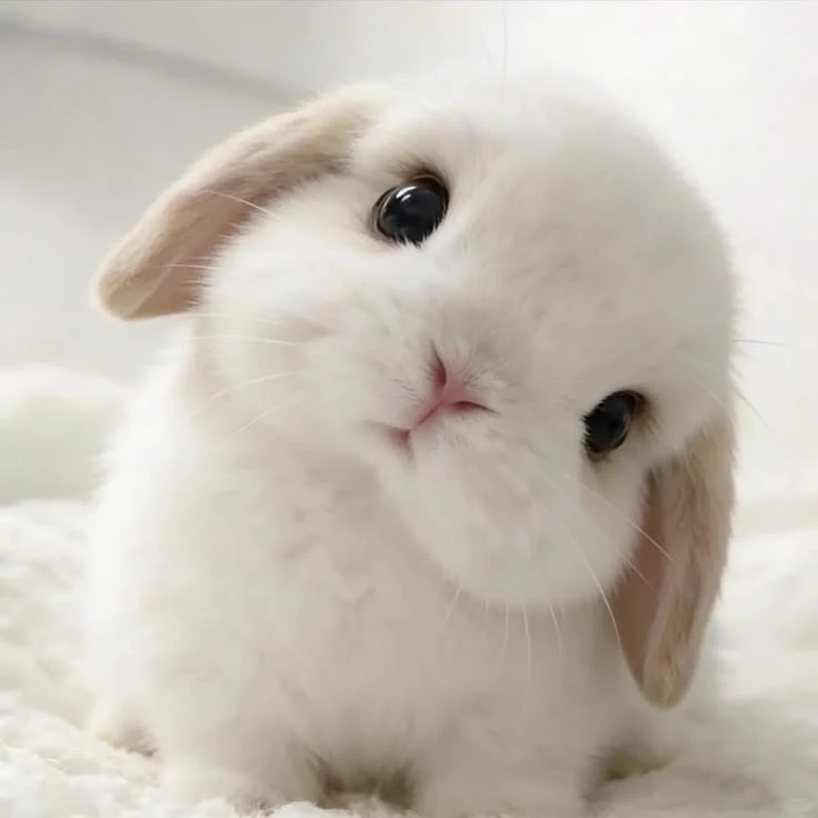 Task Force 141 and Kortac's baby hybrid thumbnail