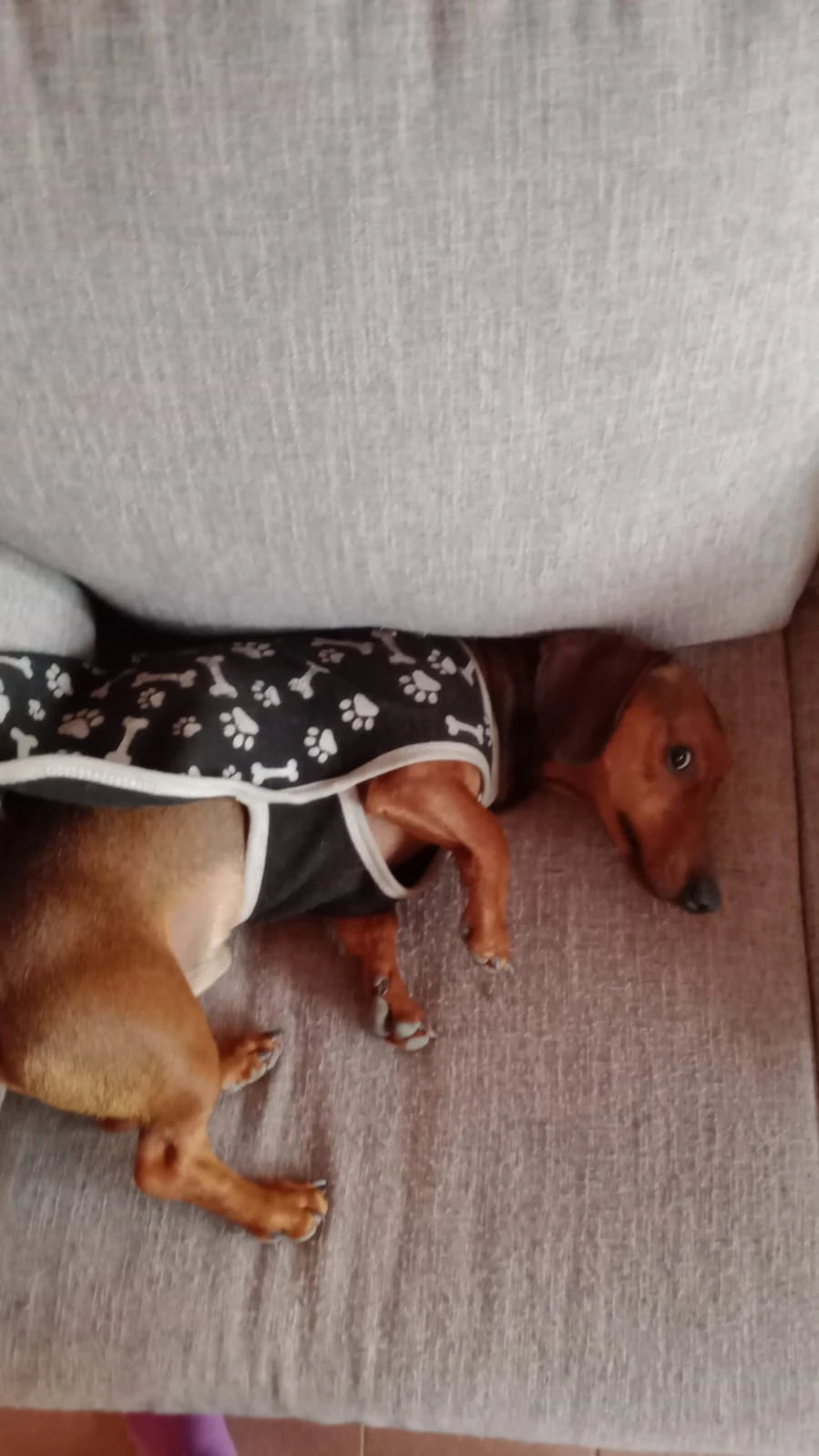 abandoned dachshund.. thumbnail