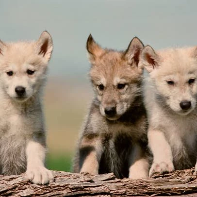 The Abandoned Puppies thumbnail