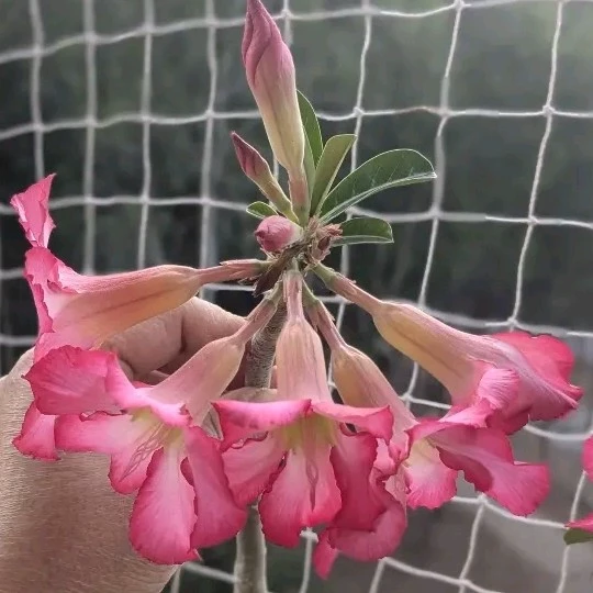 Hazel