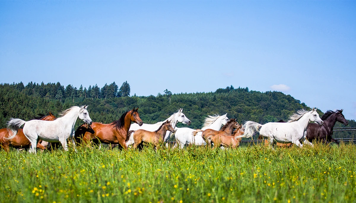 Farm.. in the countryside 🌼 thumbnail