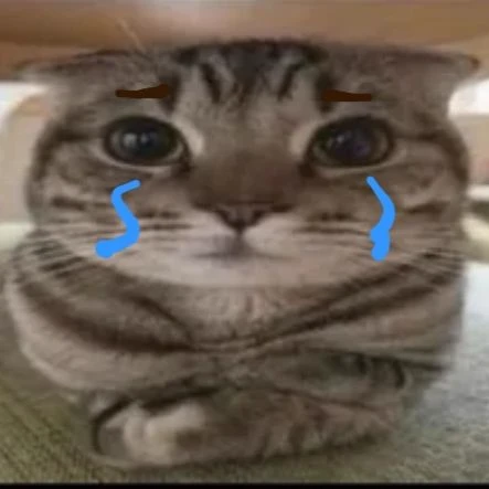 projected cat thumbnail