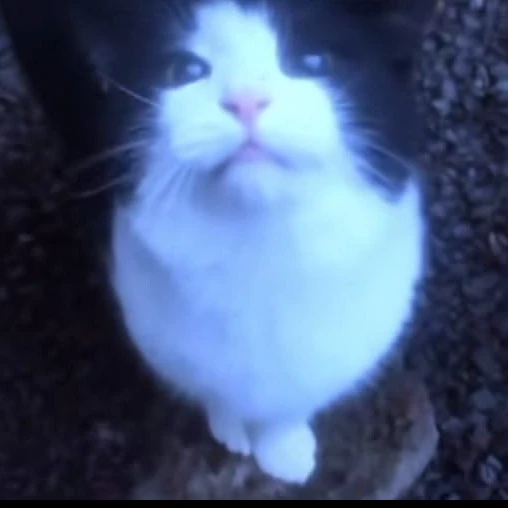Bartholomew Junior