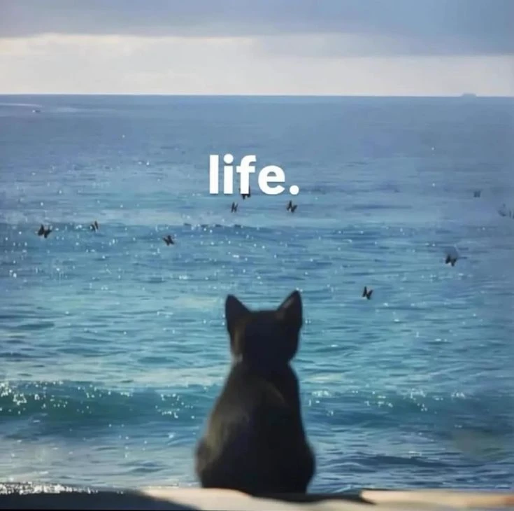 Life. thumbnail