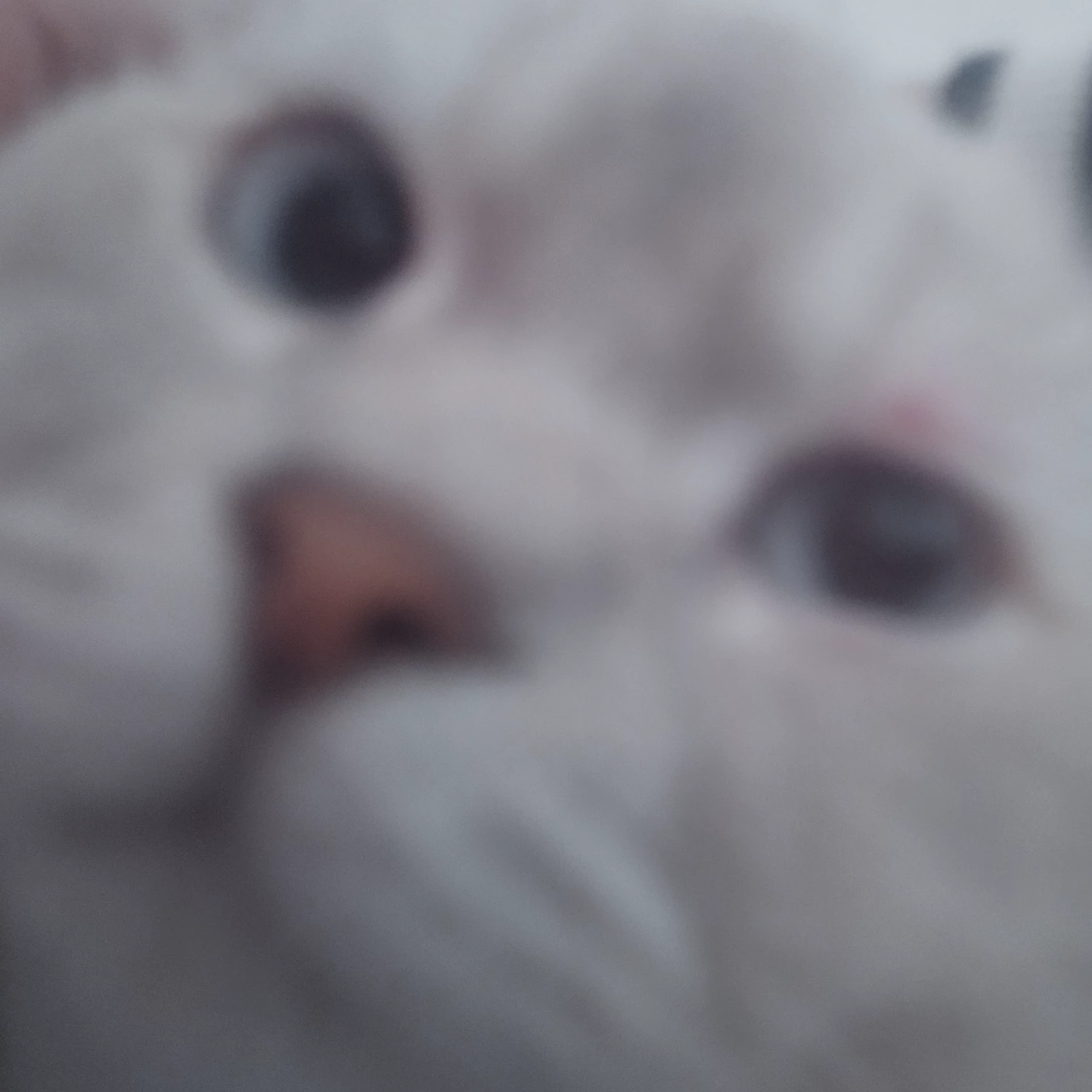 Mia