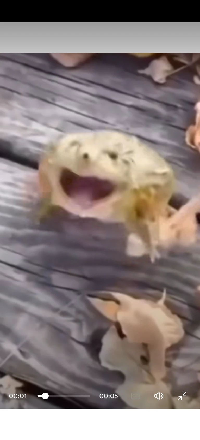  Frog  thumbnail