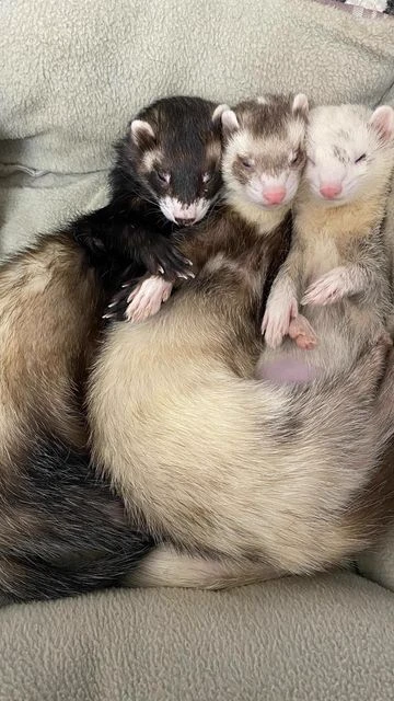 Draco, Harry and Ron thumbnail