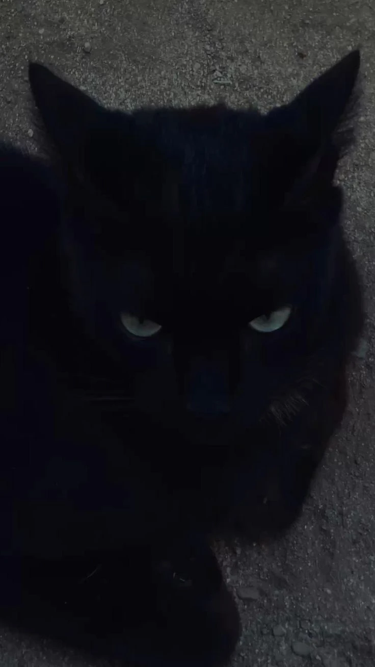 The cursed mafia cat thumbnail