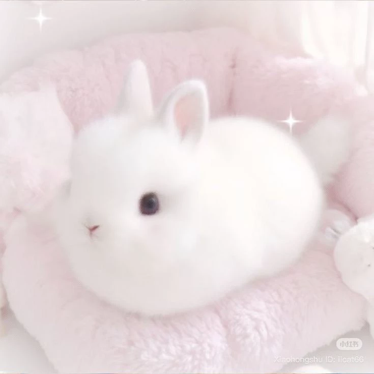 Daisuke