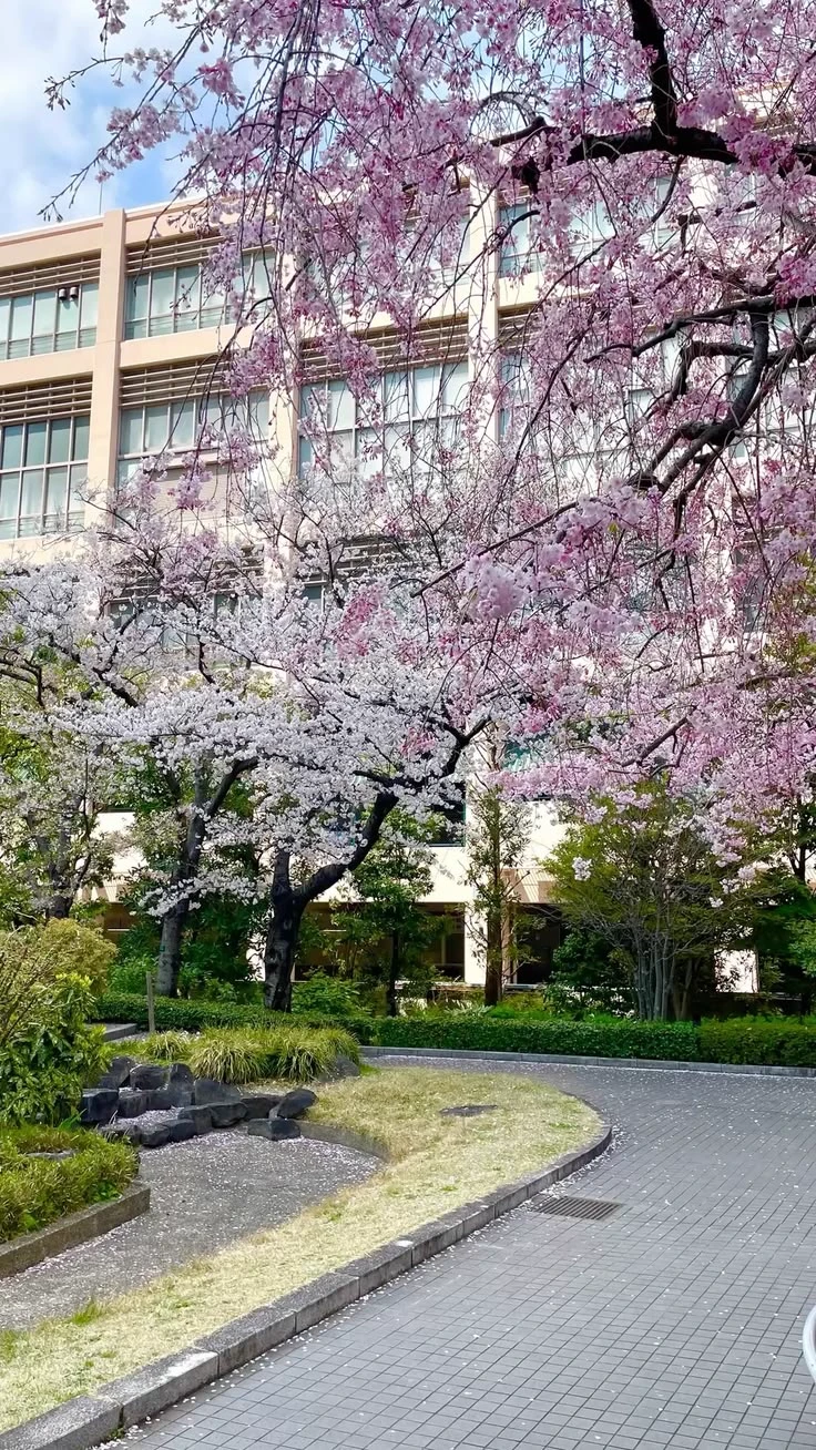 Kinamori High thumbnail