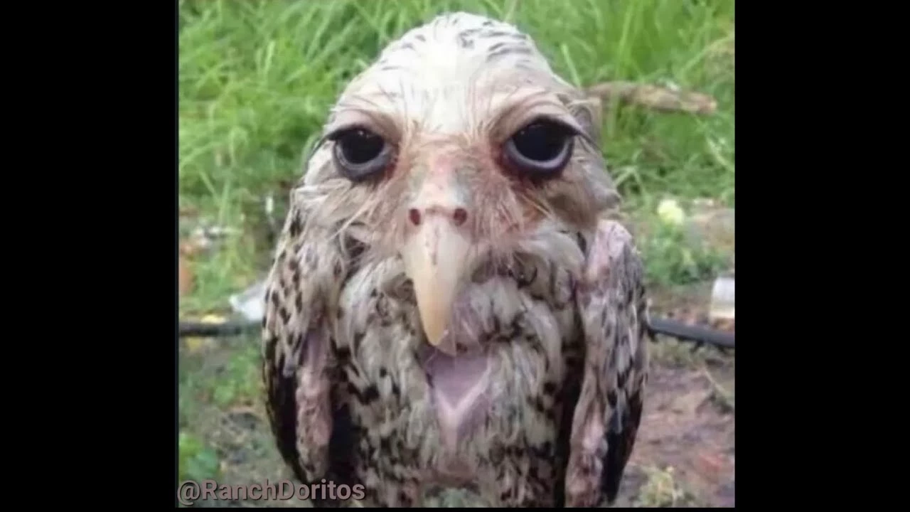 Salt Owl thumbnail