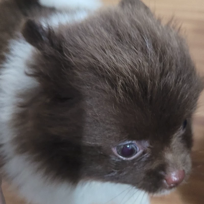 Kailer