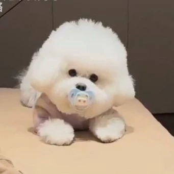 棠棠
