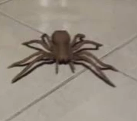 Tim the Spider thumbnail
