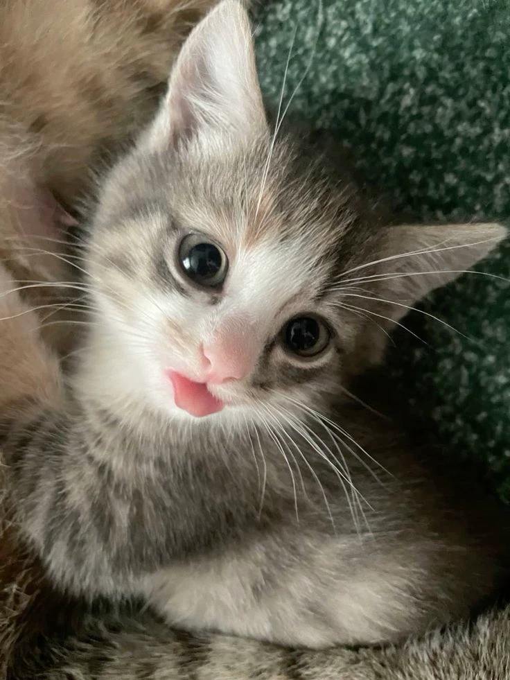 Котик <3 thumbnail