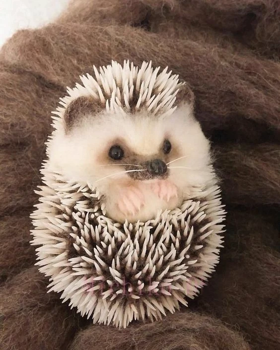 Hedgehog thumbnail