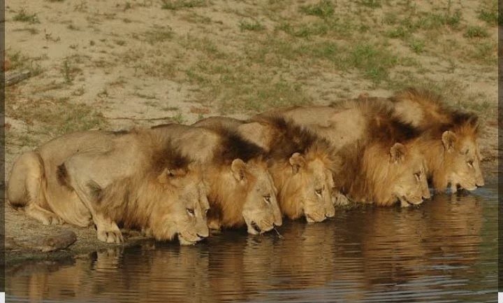 the Mapogos lions thumbnail