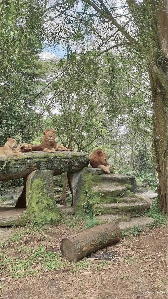 Small zoo thumbnail