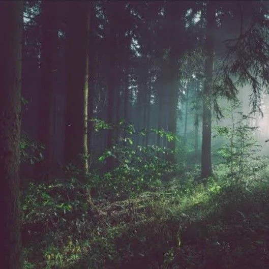 The Enchanted Forest thumbnail