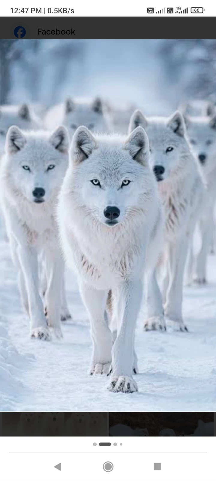 Artic wolves  thumbnail
