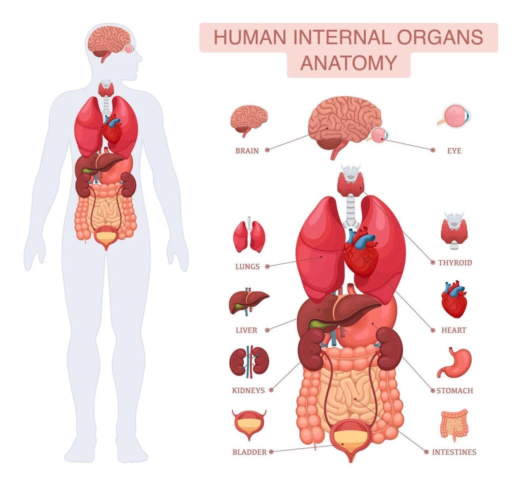 The Organs thumbnail
