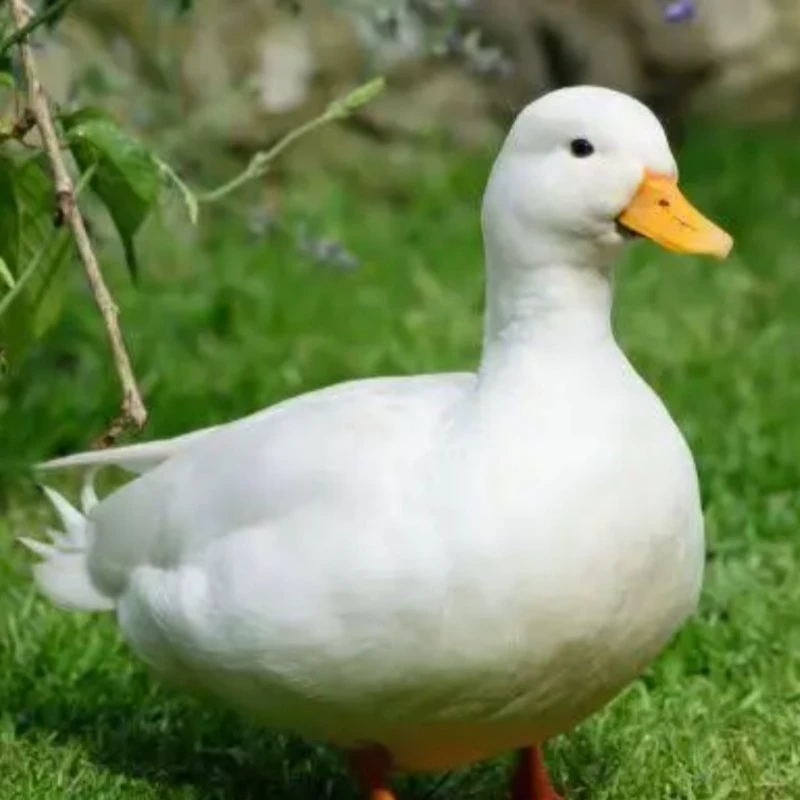 e o duck