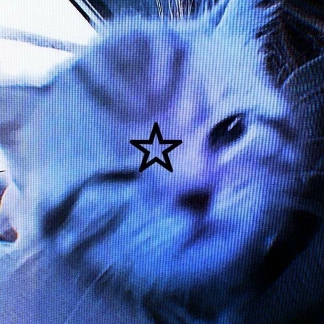 ★CAT★